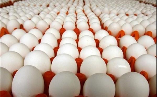 مرغ و تخم مرغ بیش از احتیاج کشور فراوری می&zwnjشود