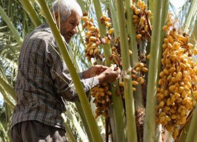 نوید روز های خوش برای نخلداران خوزستانی