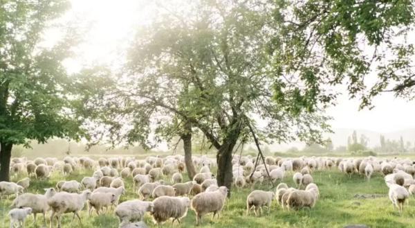 معمای توهم نوری؛ خرس قطبی را در 10 ثانیه بین گوسفند ها تشخیص معمای توهم نوری؛ خرس قطبی را در 10 ثانیه بین گوسفند ها تشخیص دهید و هوش تان را به رخ بکشید!
