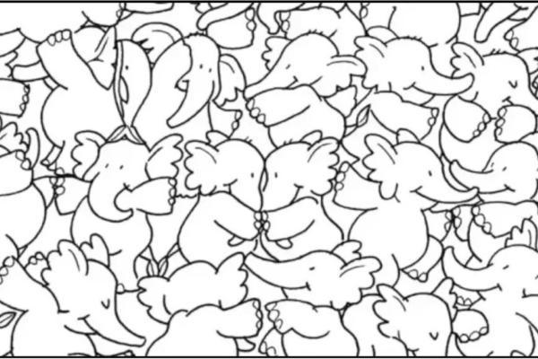 معمای توهم نوری؛ آیا می توانید نهنگ پنهان شده را در 20 ثانیه پیدا کنید!