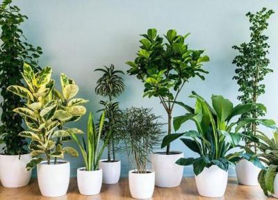 گیاهان آپارتمانی مقاوم و همواره سبز با نگهداری آسان