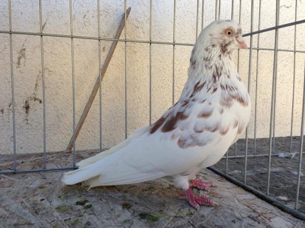 محقق زن ایرانی به راز پشتک زدن کبوترها پی برد، عکس